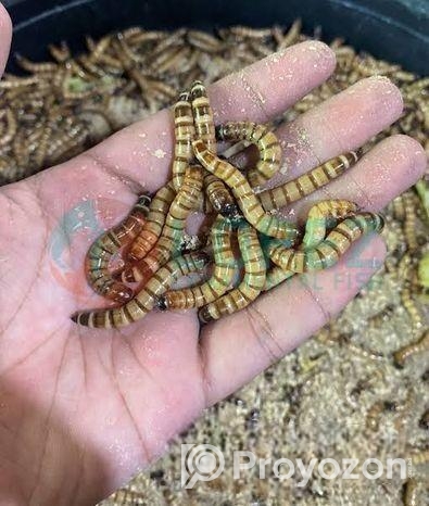 বিটল সুপারওয়ার্ম পোকা। beetle super worm| bitol puka