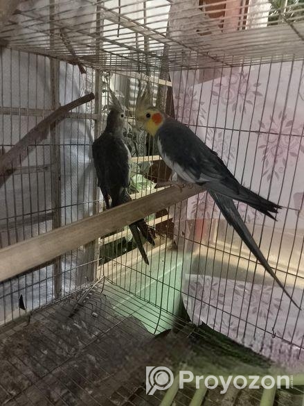 কোকাটেল মাস্টার পেয়ার