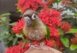 Paineapple Conure Bird