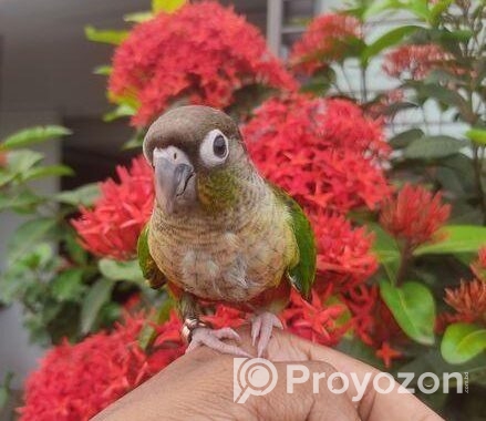 Paineapple Conure Bird