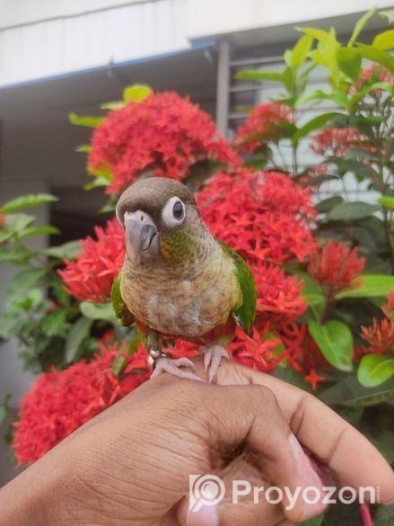 Paineapple Conure Bird