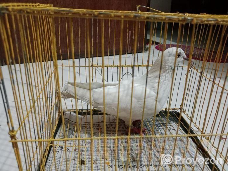 লুটিনো বাজ্রিগার নিউ এডাল্ট