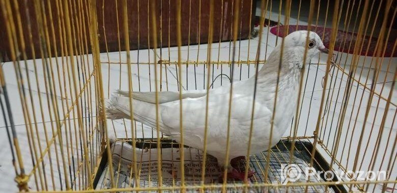 গিরিবাজ কবুতর বিক্রি হবে