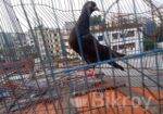 মাদি কবুতর