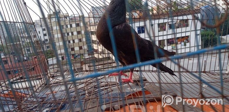 মাদি কবুতর