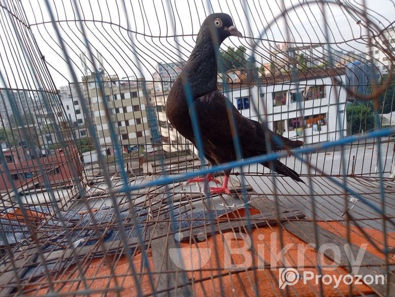 মাদি কবুতর