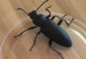 বিটল সুপারওয়ার্ম পোকা। beetle super worm| bitol puka
