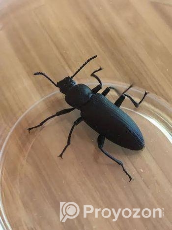 বিটল সুপারওয়ার্ম পোকা। beetle super worm| bitol puka