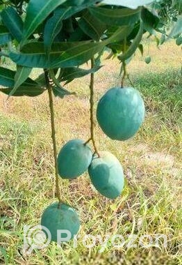 বারি 4 আম বিক্রি হবে