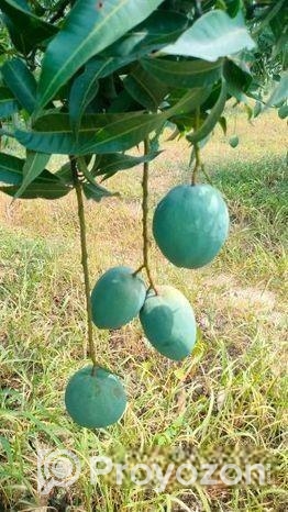 বারি 4 আম বিক্রি হবে