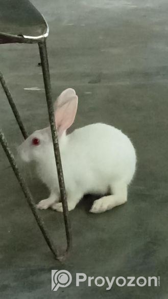 একটা বড় খরগোশ বিক্রি হবে