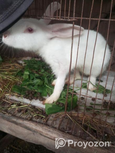 খরগোশ বিক্রি করবো ১ টা