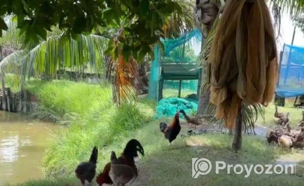 জমি বিক্রয় হবে – ইছর কান্দি-গাজীপুর