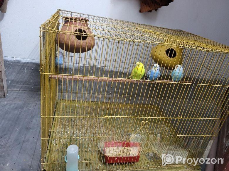 বাজরিকা পাখি বিক্রি হবে