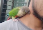 Paineapple Conure Bird