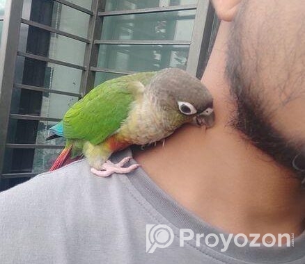 Paineapple Conure Bird