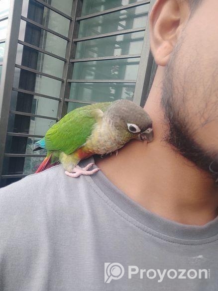Paineapple Conure Bird
