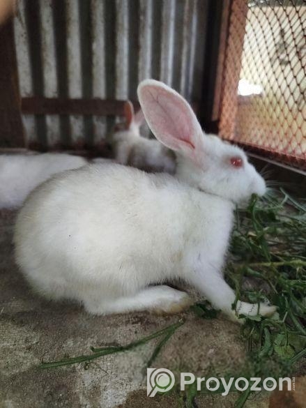 খরগোশ বিক্রি করা হবে