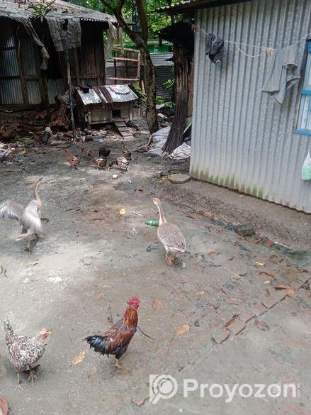 রাজহাঁস