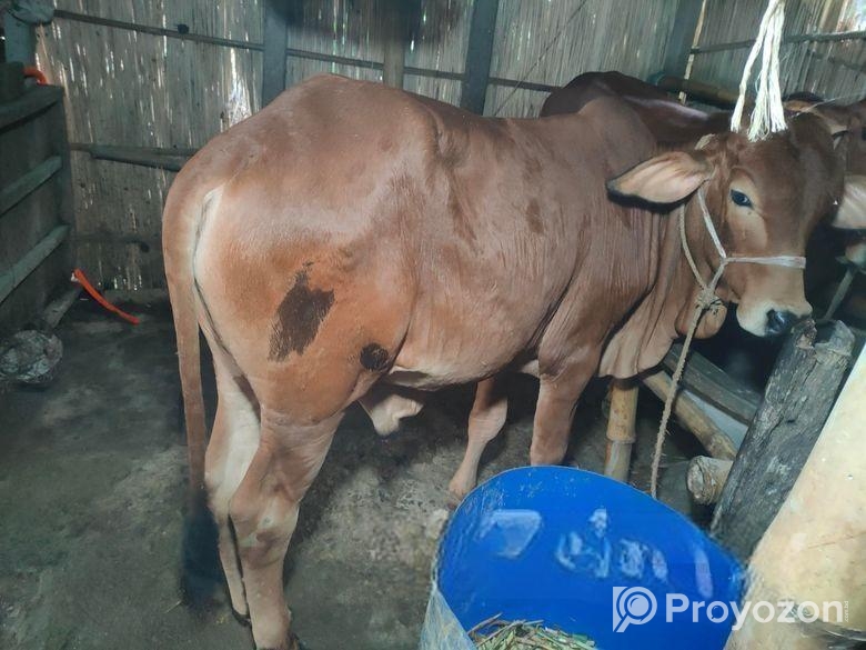 একটি সার গরু বিক্রয় করা হবে