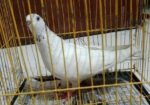 লুটিনো বাজ্রিগার নিউ এডাল্ট