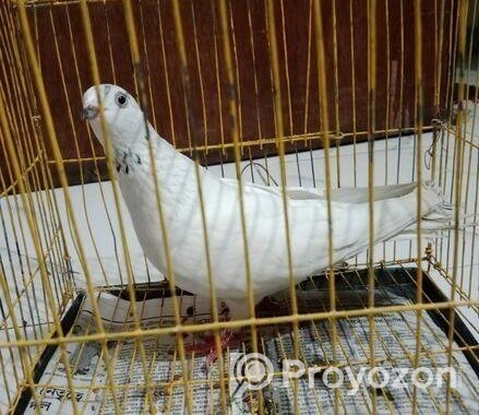 গিরিবাজ কবুতর বিক্রি হবে