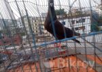 মাদি কবুতর