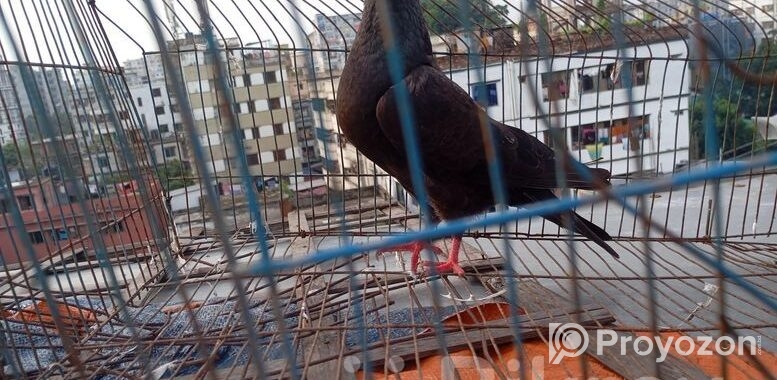 মাদি কবুতর