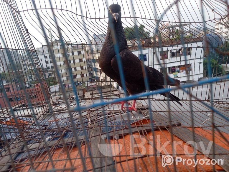 মাদি কবুতর