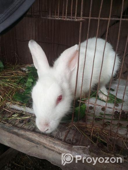 খরগোশ বিক্রি করবো ১ টা