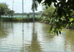 জমি বিক্রয় হবে – ইছর কান্দি-গাজীপুর