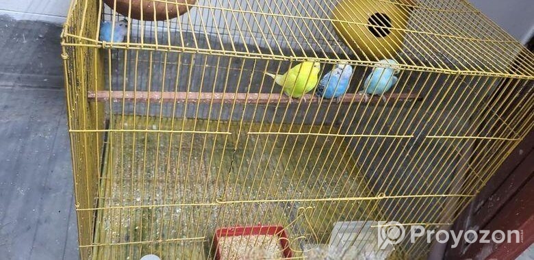 বাজরিকা পাখি বিক্রি হবে