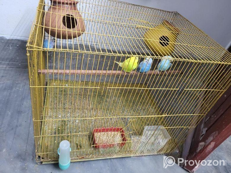 বাজরিকা পাখি বিক্রি হবে