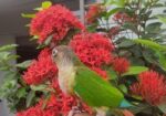 Paineapple Conure Bird