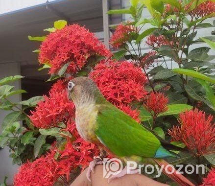 Paineapple Conure Bird