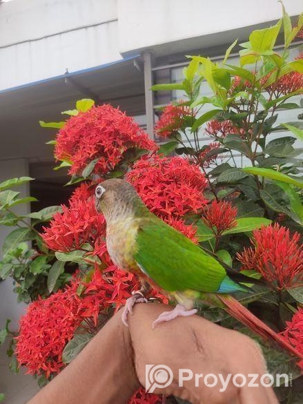 Paineapple Conure Bird