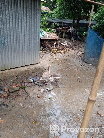 রাজহাঁস