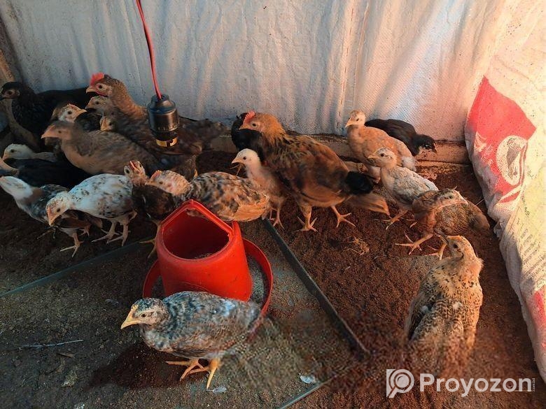 100% অরিজিনাল দেশি মুরগির বাচ্চা