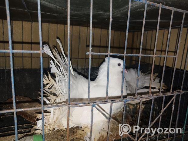 ময়ূরপঙ্খী কবুতর বিক্রি করব