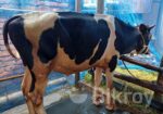 একটি ফ্রিজিয়ান ষাঁড় গরু বিক্রি হবে।