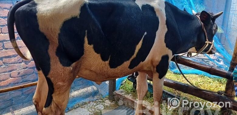 একটি ফ্রিজিয়ান ষাঁড় গরু বিক্রি হবে।