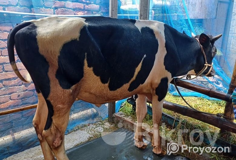 একটি ফ্রিজিয়ান ষাঁড় গরু বিক্রি হবে।