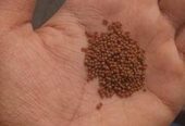 Aquarium Fish Foods 100g Highly Nutritional Food