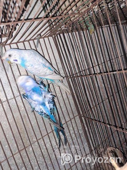 Double Flower Jp Male Sale