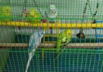 Budgeriger full setup