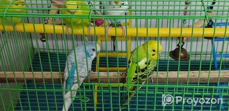 Budgeriger full setup