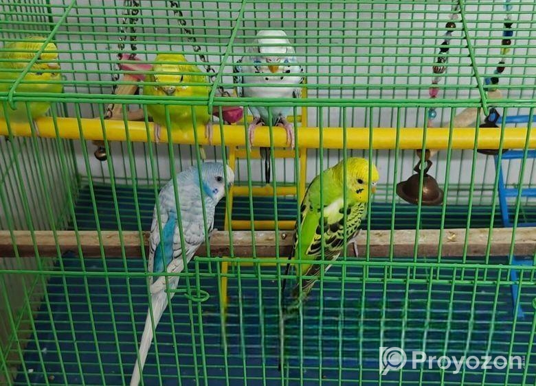 Budgeriger full setup