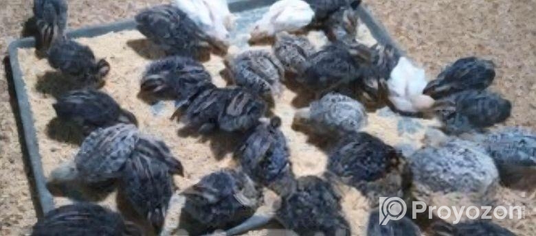 কোয়েল পাখির 20 দিনের বাচ্চা