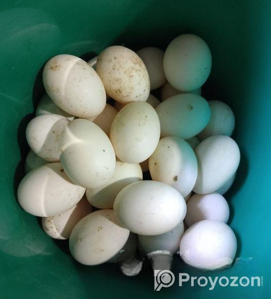 পেকিন / বেইজিং হাসের ডিম