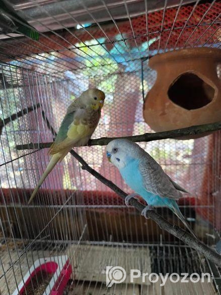 Bazrigur Pakhi Breeding Pair